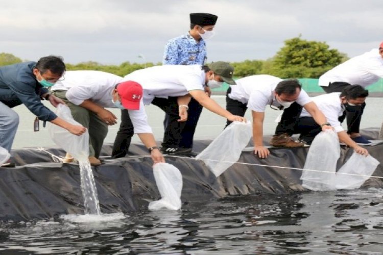 Budidaya Udang Vaname Di Cilacap Jadi Pilot Project Pengembangan