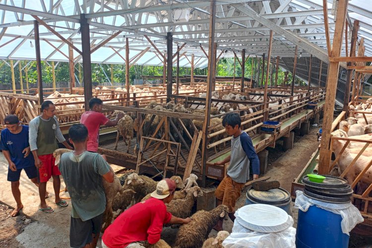 Berharap Raup Untung Di Idul Adha Peternak Domba Di Wonogiri Rela