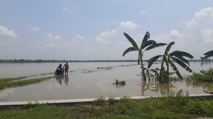 Area persawahan di Jl. Penawangan - Truko terendam banjir, Rabu (6/12).  Foto : Rubadi
