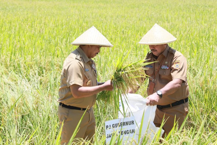 Jateng Mulai Panen Raya Pj Gubernur Tambah Stok Beras Dan Stabilkan Harga Rmol Jateng