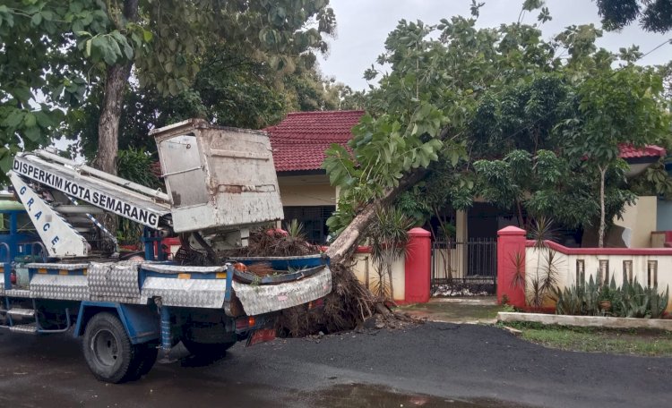 Tampak pohon besar jatuh menimpa Rumah Dinas Camat Semarang Selatan, Rabu (13/3). Umar Dani/Dok.RMOLJateng