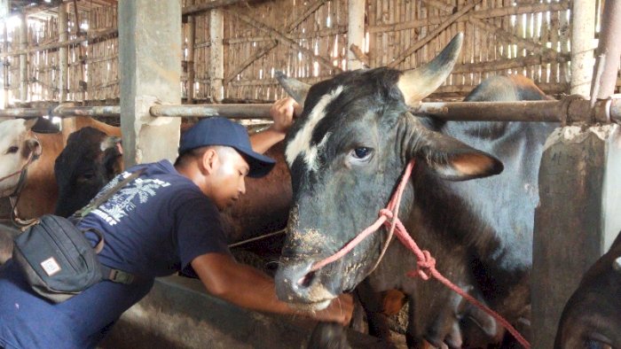 Salah satu lokasi peternakan sapi yang menjual hewan kurban di Tasikmadu Karanganyar. Dian Tanti/RMOLJateng