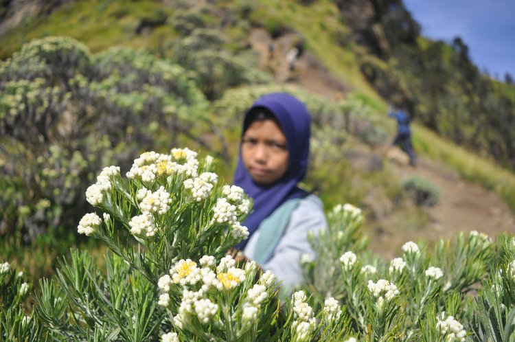 Pendaki Gunung Merbabu Melihat Bunga Edelweiss Yang Bisa Tumbuh Di Atas Ketinggian 2.500 Mdpl Dan Mulai Berbunga Pada Bulan Mei Hingga Agustus. Wahyu Sulistiyawan/RMOLJawaTengah
